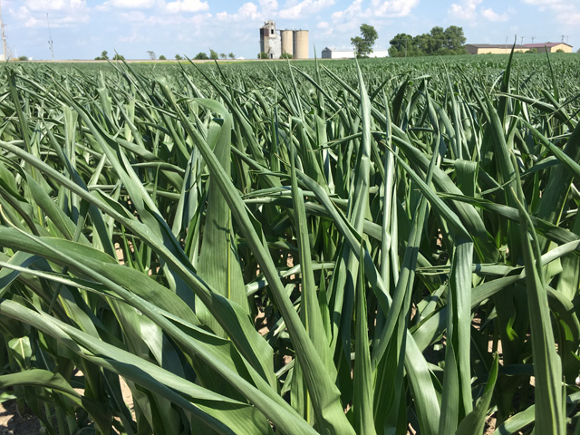 These corn leaves rolling in central Illinois this week are showing the effects of the wet, challenging planting season of 2019. (DTN photo by Pamela Smith) 